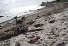 Beagle Beethoven am Strand von Fehmarn